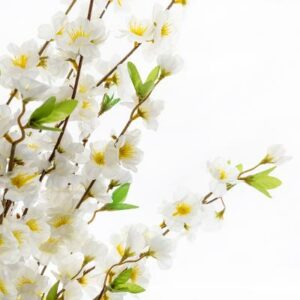 Cerisier Blanc Cindia H100