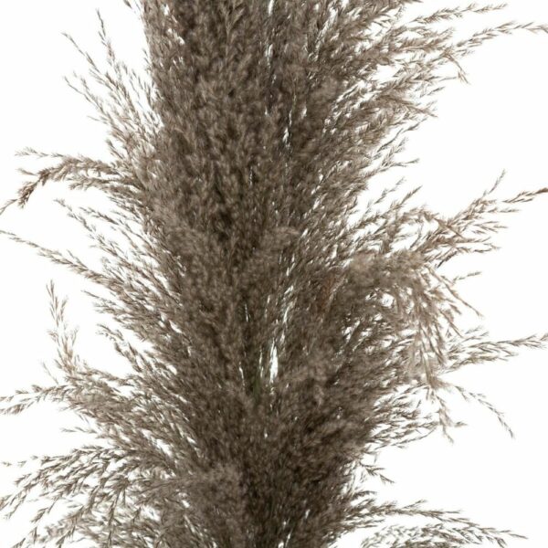 Set de 3 Pampas Brunes Akranes H110cm