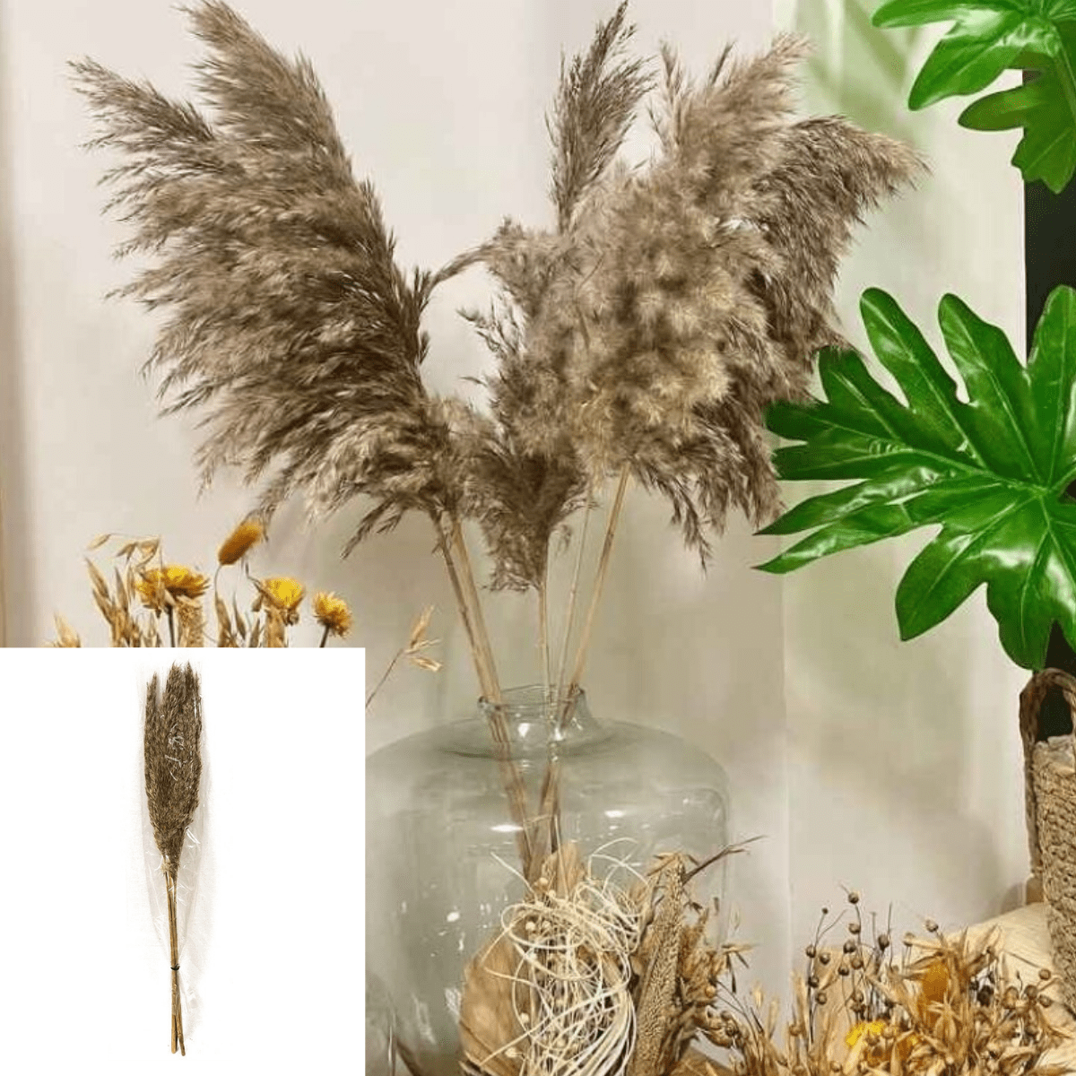 Set de 5 Pampas naturelles Brunes Capanes H90cm