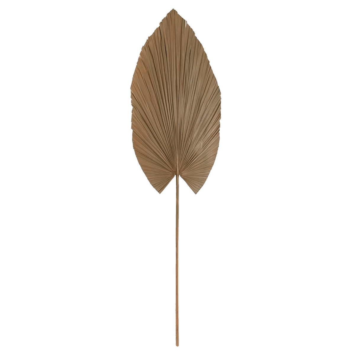 Feuille de Palmier séchée Donato H120cm
