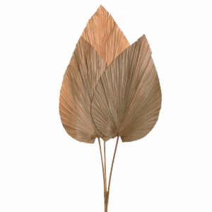 Ensemble de 3 feuilles de Palmier Naturel Rokitas H90cm