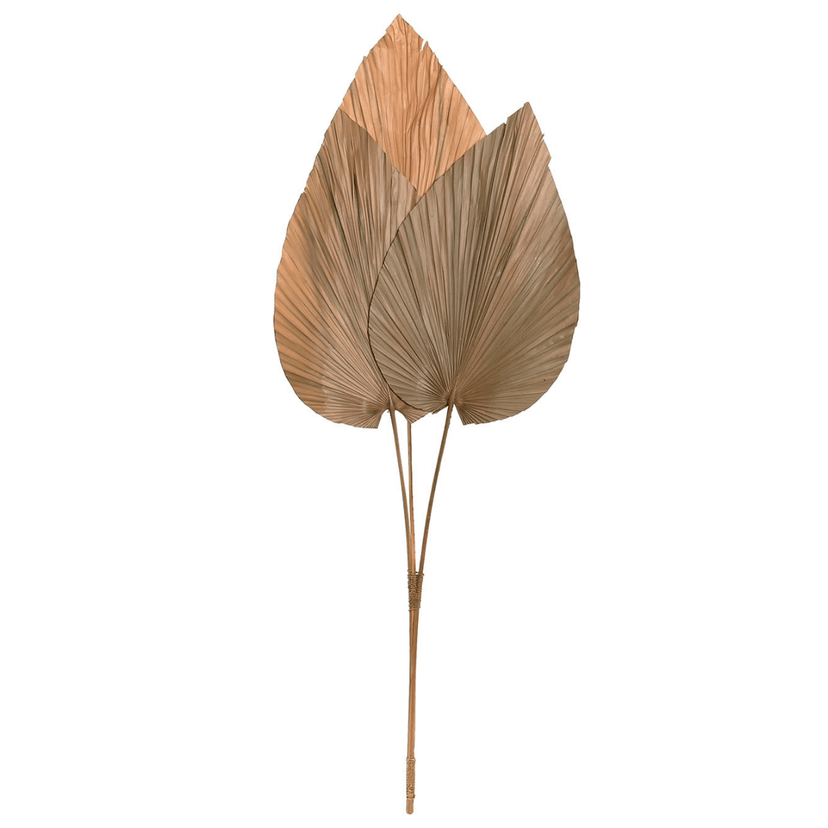 Ensemble de 3 feuilles de Palmier Naturel Rokitas H90cm