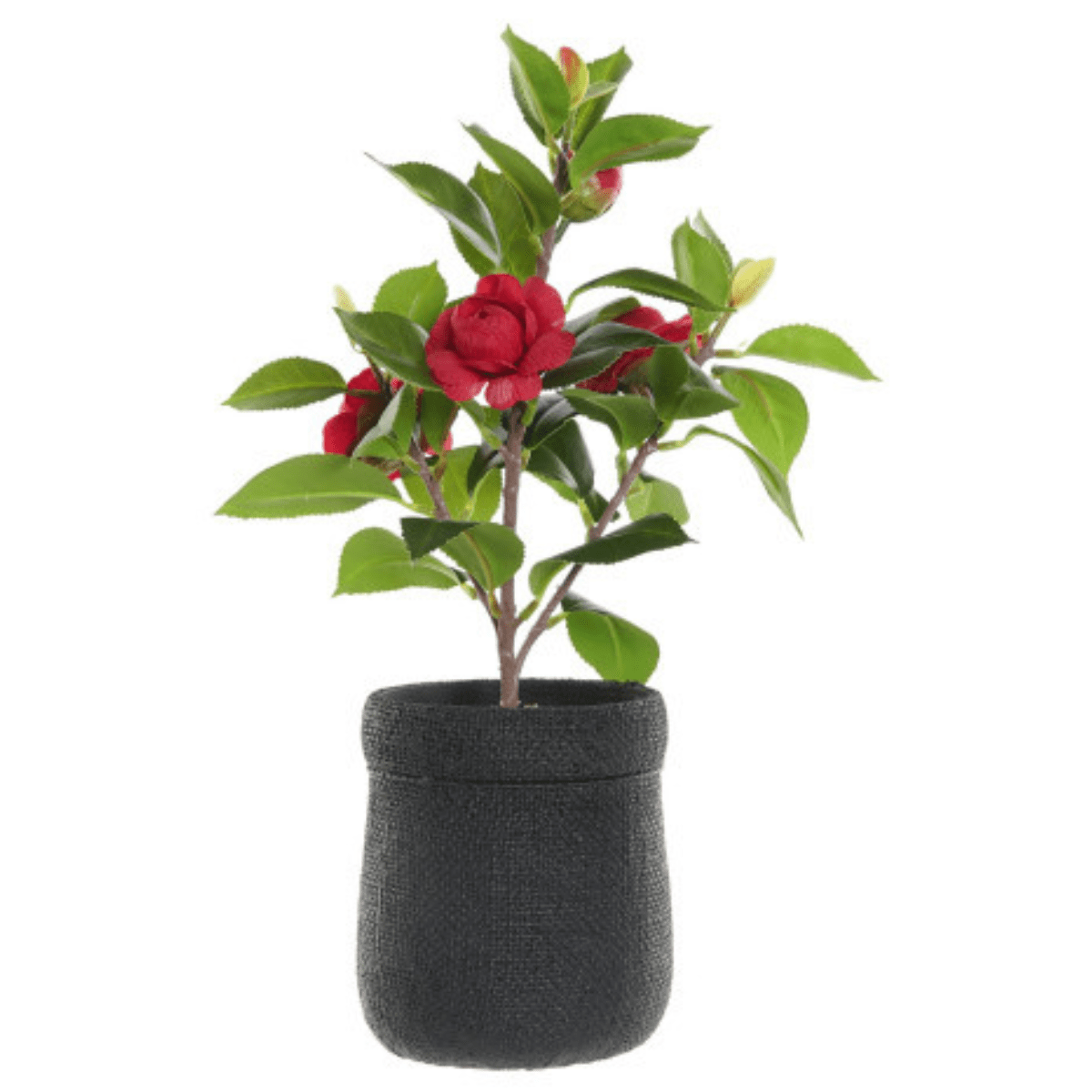 Rosier Rouge Artificiel Riloune pot noir H37cm