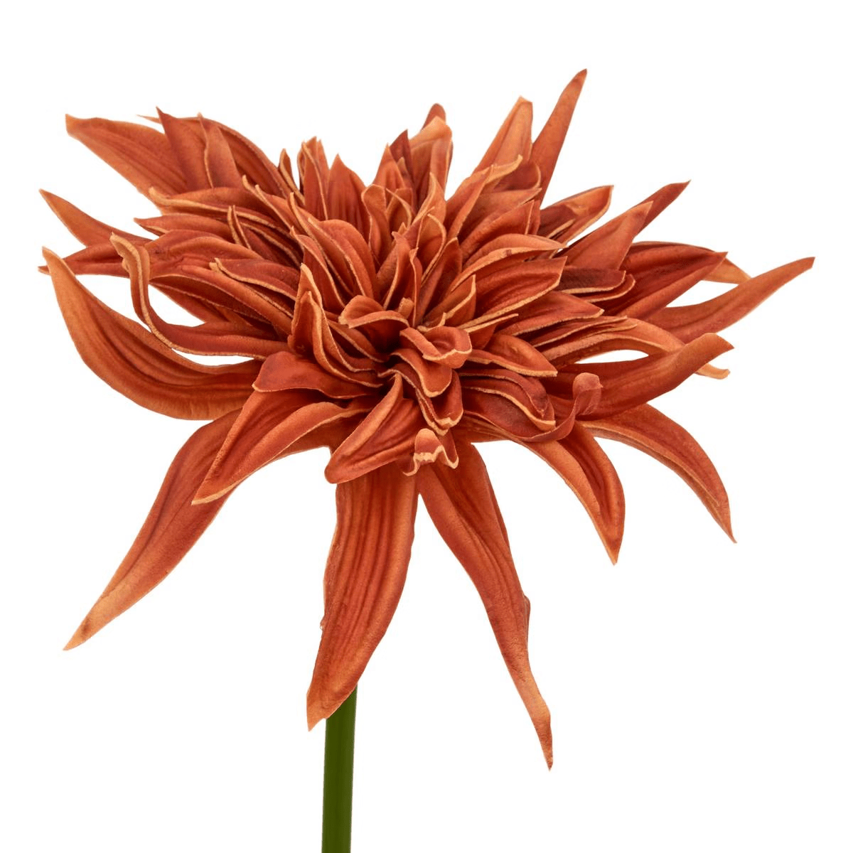 Tige de Fleur mousse Osmond Orange H55cm